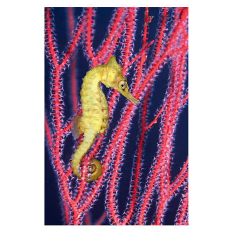 Fotografie Seahorse  swimming in Gorgonian sea, Georgette Douwma, 26.7 × 40 cm