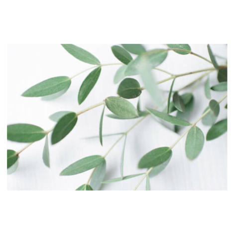 Plakát, Obraz - Beautiful sprig of eucalyptus on a, Vitalii Abakumov, 40 × 26.7 cm