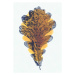 Ilustrace Blue Oak leave composition, herbarium, autumn bouquet, oxygen, 26.7 × 40 cm