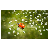 Fotografie Walk on flowers, Dmitriy Yevtushyk, 40 × 26.7 cm