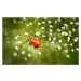 Fotografie Walk on flowers, Dmitriy Yevtushyk, 40x24.6 cm