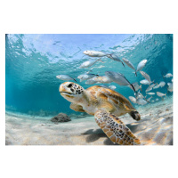 Fotografie Turtle closeup with school of fish, LFPuntel, 40 × 26.7 cm