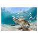 Fotografie Turtle closeup with school of fish, LFPuntel, 40 × 26.7 cm