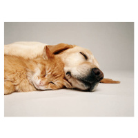 Fotografie CAT AND DOG TOGETHER, GK Hart/Vikki Hart, 40x30 cm