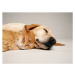 Fotografie CAT AND DOG TOGETHER, GK Hart/Vikki Hart, 40x30 cm