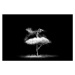 Fotografie Beautiful ballet dancer, dancing with powder, 101cats, 40 × 26.7 cm