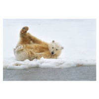 Fotografie Polar bear cub, Patrick J. Endres, 40x26.7 cm