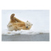 Fotografie Polar bear cub, Patrick J. Endres, 40 × 26.7 cm