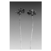 Fotografie Palm Trees In Black & White, Melanie Viola, 26.7 × 40 cm