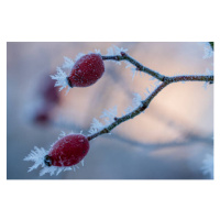 Fotografie The red fruits of the dog, Edda Dupree, 40 × 26.7 cm