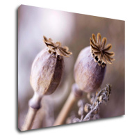Impresi Obraz Suché květy skandinávský styl - 90 x 70 cm