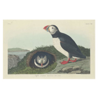 John James (after) Audubon - Obrazová reprodukce Puffin, 1834, (40 x 26.7 cm)
