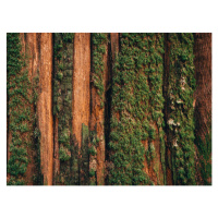Umělecká fotografie Natural moss pattern on cedar tree, Alex Ratson, (40 x 30 cm)