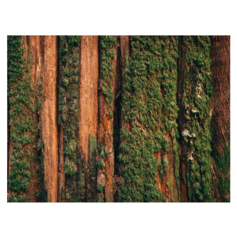 Umělecká fotografie Natural moss pattern on cedar tree, Alex Ratson, (40 x 30 cm)