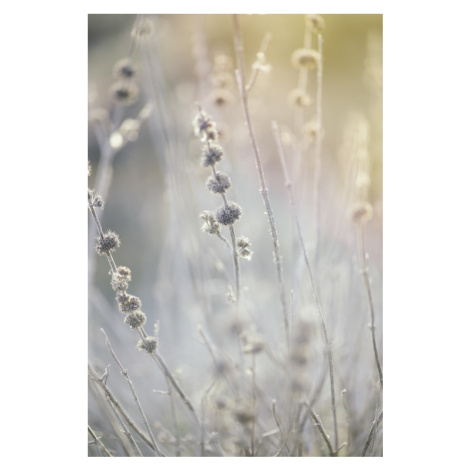 Fotografie Dry plants at winter, Javier Pardina, 26.7x40 cm