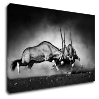 Impresi Obraz Antilopy černobílé - 90 x 60 cm