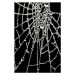 Fotografie Spider Web, samveitch, 26.7 × 40 cm