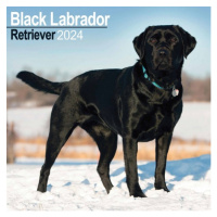 Black Labrador Retriever Calendar 2024 Square Dog Breed Wall Calendar - 16 Month Avonside Publis