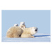 Fotografie MOTHER POLAR BEAR WITH CUBS, CANADA, Art Wolfe, (40 x 26.7 cm)