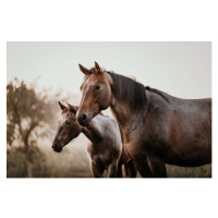 Fotografie Fohlen mit Mutter Stute Pferde Quarter Horse, Tabitha Roth, 40x26.7 cm
