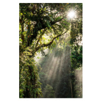 Fotografie Sunbeam in Tropical Rain forest in Danum Valley, Nora Carol Photography, 26.7x40 cm