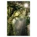 Fotografie Sunbeam in Tropical Rain forest in Danum Valley, Nora Carol Photography, (26.7 x 40 c