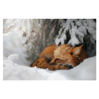 Fotografie Close-up of squirrel on snow covered, Grzegorz Bukalski / 500px, 40 × 26.7 cm