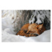 Fotografie Close-up of squirrel on snow covered, Grzegorz Bukalski / 500px, 40 × 26.7 cm