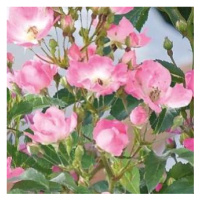 Růže 'Rosy Boom' mix barev 6 litrů