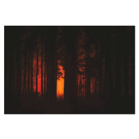 Fotografie Forest Fire, Milamai, (40 x 26.7 cm)