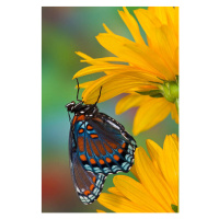 Fotografie Red-spotted Purple Butterfly Limenitis arthemis, Darrell Gulin, 26.7x40 cm