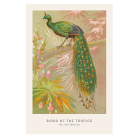 Ilustrace The Java Peacock (Birds of the Tropics) - George Harris, 26.7 × 40 cm