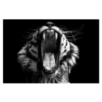 Fotografie Black & White Tiger, Lakes4life, 40 × 26.7 cm