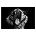 Fotografie Black & White Tiger, Lakes4life, 40 × 26.7 cm