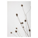 Fotografie Thistle Grey 01, Studio Collection, (26.7 x 40 cm)