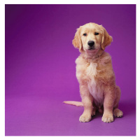Fotografie Golden Retriever Puppy, GK Hart/Vikki Hart, 40x40 cm