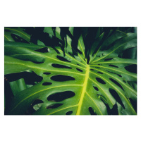 Ilustrace Monstera Philodendron leaves - tropical forest, hanohiki, 40x26.7 cm