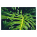 Ilustrace Monstera Philodendron leaves - tropical forest, hanohiki, 40 × 26.7 cm