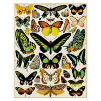 Obrazová reprodukce Illustration of Butterflies and moths c.1923, Millot, Adolphe Philippe, 30 ×