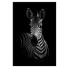 Umělecká fotografie The Zebra, WildPhotoArt, (26.7 x 40 cm)