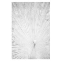 Fotografie White peacock, Marcel Comendant, 26.7 × 40 cm