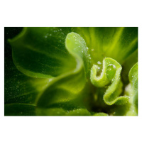 Umělecká fotografie Water Lettuce, Jordan Lye, (40 x 26.7 cm)