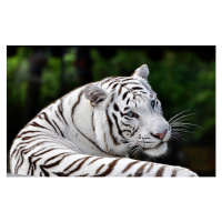 Fotografie Portrait Beautiful White Bengal Tiger, EMPPhotography, 40 × 26.7 cm