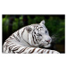 Fotografie Portrait Beautiful White Bengal Tiger, EMPPhotography, 40 × 26.7 cm