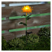 Solární chryzantéma