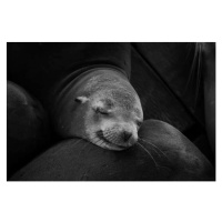 Umělecká fotografie Grayscale closeup shot of a cute sleeping seal, Wirestock, (40 x 26.7 cm)