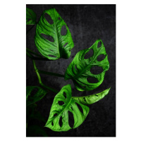 Ilustrace Montstera monkey leaf, zetat, 26.7x40 cm