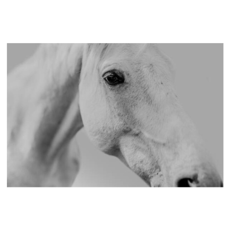 Fotografie Pferd Schimmel vor neutralem Hintergrund weisser, Tabitha Roth, 40x26.7 cm