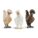 Schleich 42574 Farm World chicken friends