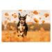 Fotografie Dog jumping in autumn leaves, Vincent Scherer, 40 × 26.7 cm